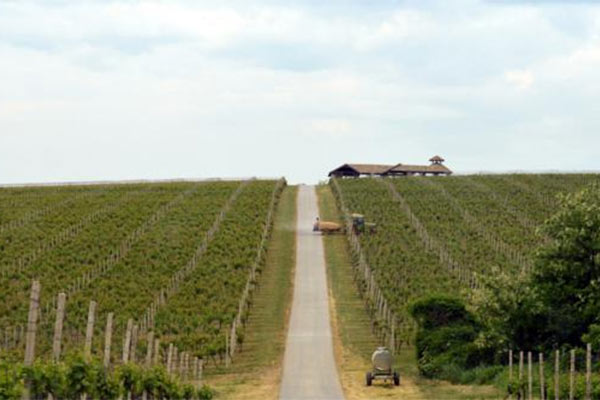 vinograd