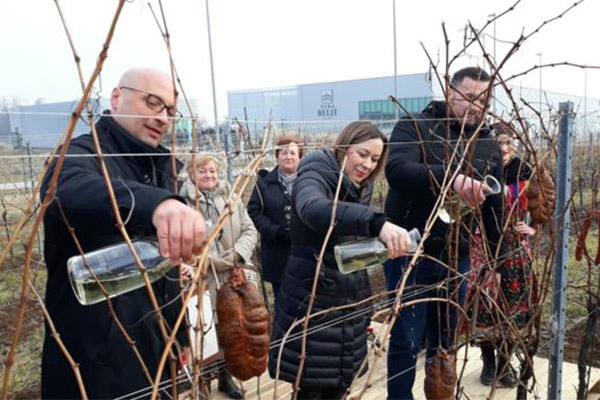 u vinogradu