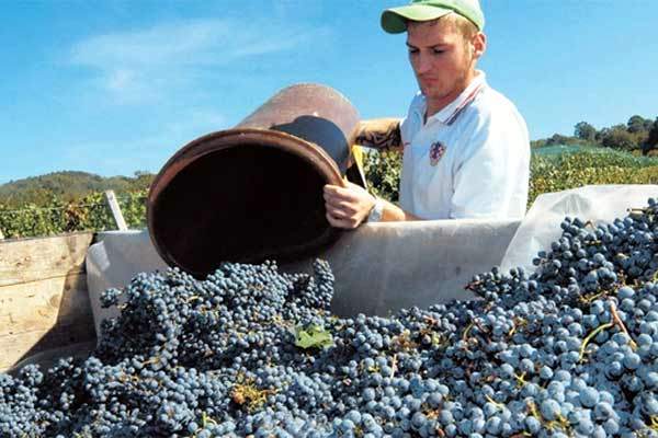 portal o vinu