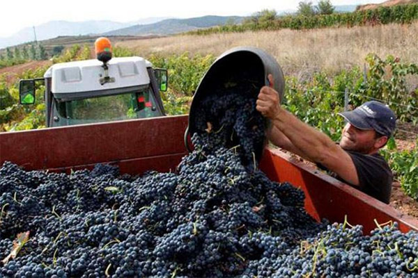 portal o vinu