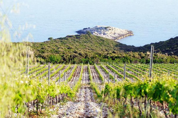 vinograd