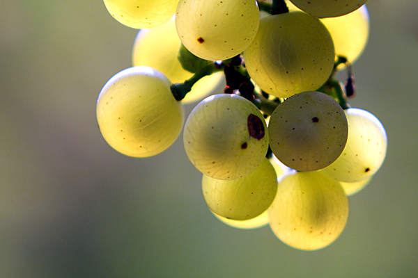 portal o vinu
