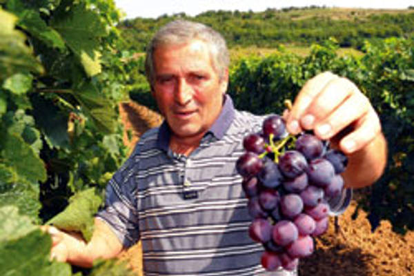 portal o vinu