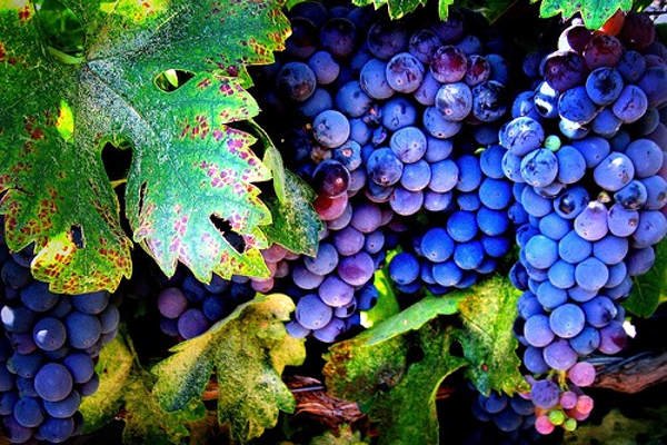 portal o vinu