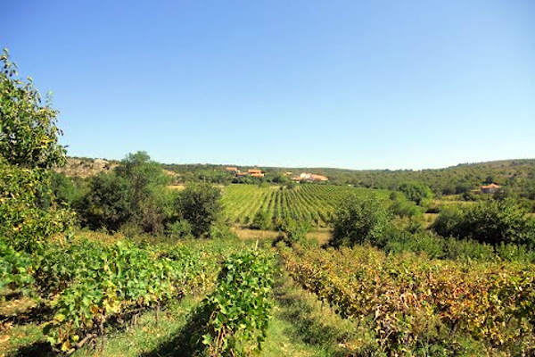 portal o vinu