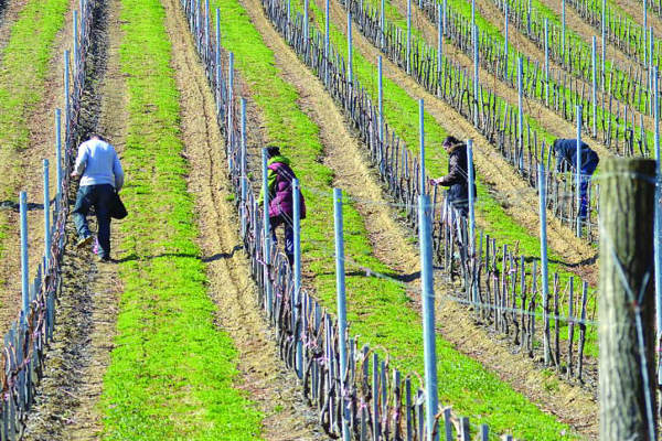 vinograd