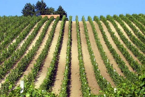 vinograd