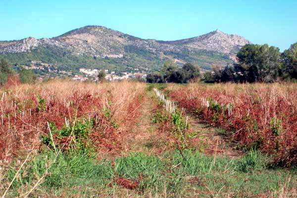 portal o vinu