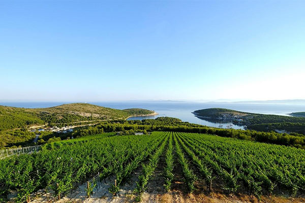 vinograd
