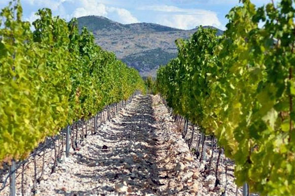 vinograd na Crnopodu