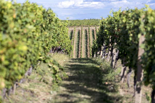 vinograd