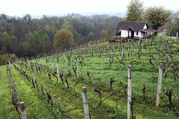 vinograd