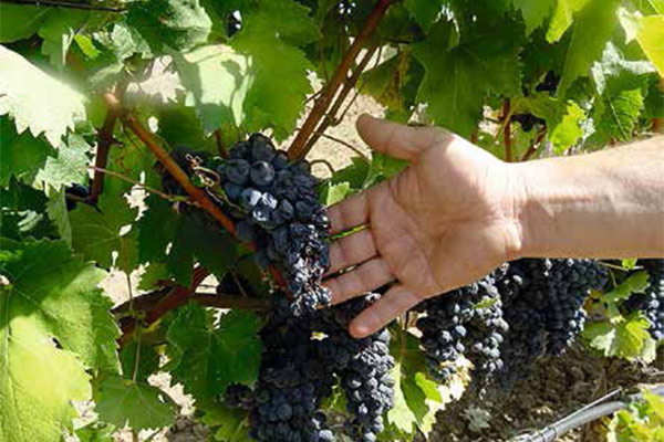 portal o vinu