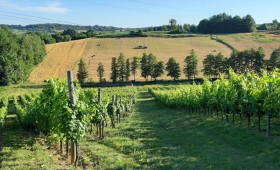 panorama