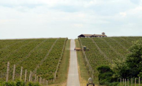 vinograd