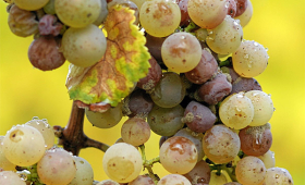 portal o vinu