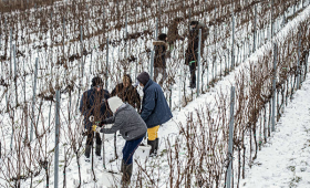 u vinogradu