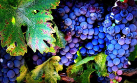portal o vinu