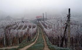 vinograd