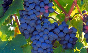 portal o vinu