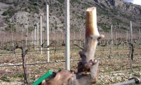 portal o vinu