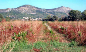 portal o vinu
