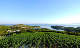 vinograd
