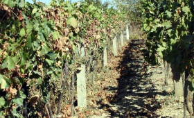 portal o vinu