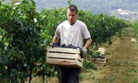 portal o vinu