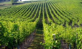 vinograd