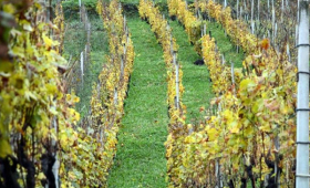 portal o vinu