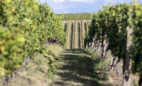 vinograd