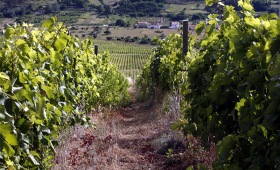 vinograd