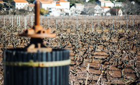 vinograd