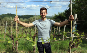 u vinogradu
