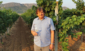 u vinogradu