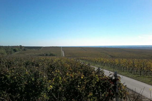 portal o vinu