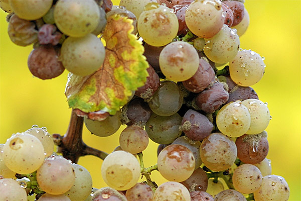 portal o vinu
