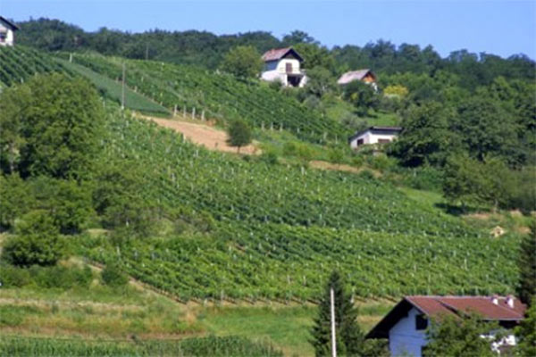 portal o vinu