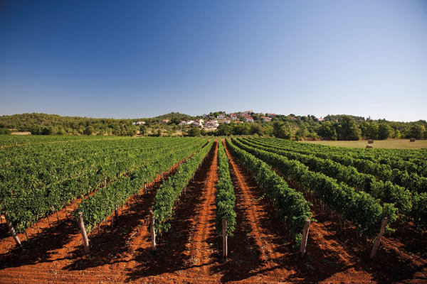 vinograd