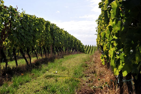 vinograd