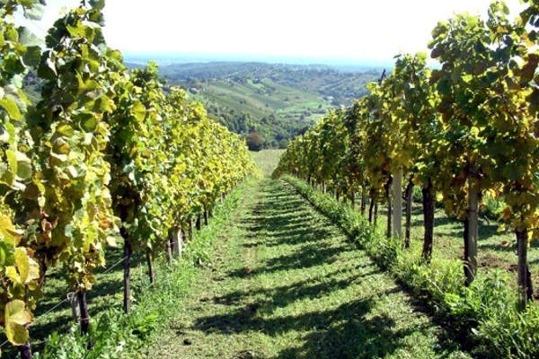 portal o vinu