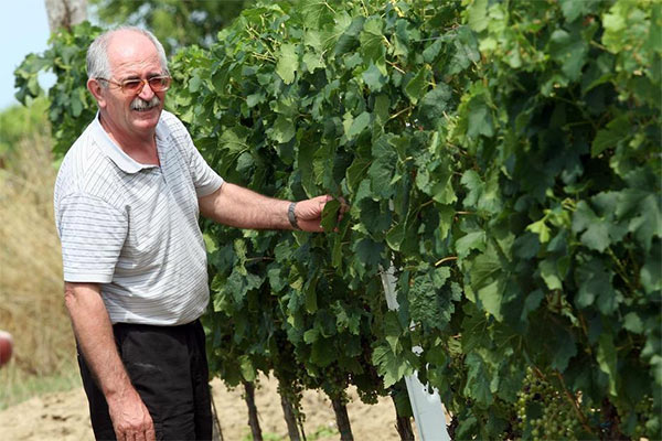u vinogradu