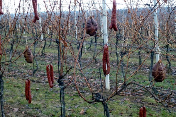 vinograd
