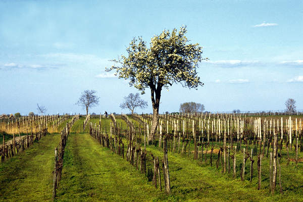 portal o vinu