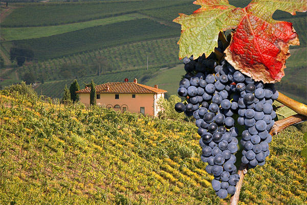 portal o vinu