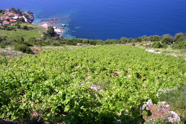 vinograd