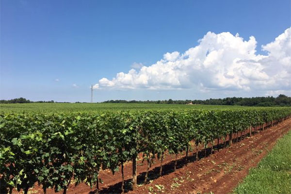vinograd