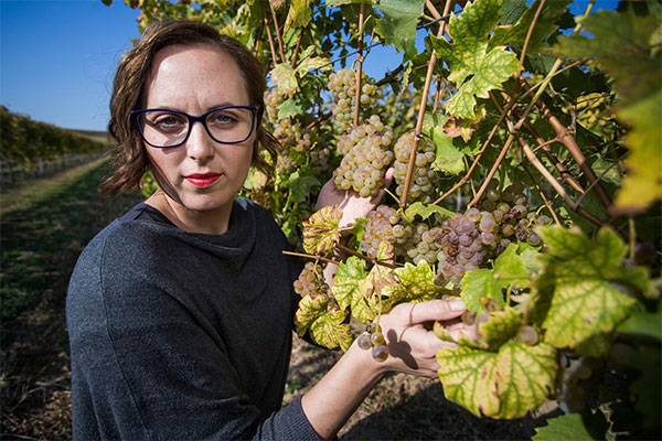 u vinogradu