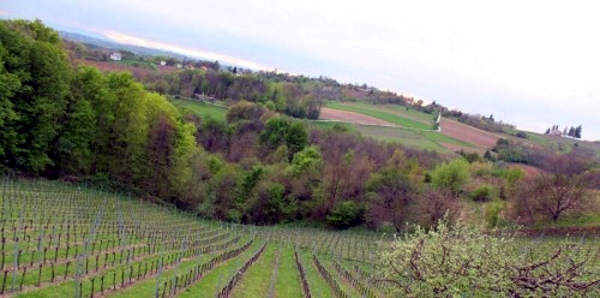 Predstavljamo vina Dvanajščak - Kozol portal o vinu
